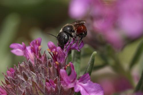 Réf. 186 587 : Osmia andrenoides